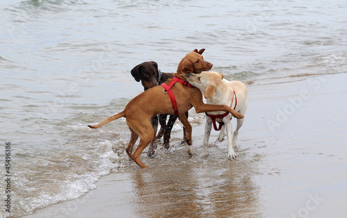 Photo: Cani si incontrano sulla spiaggia Cani si incontrano sulla spiaggia