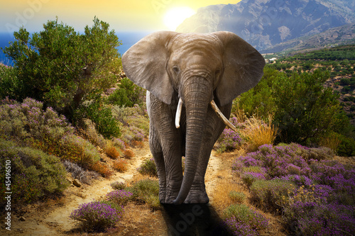 Photo: Elephant walking on the road at sunset Elephant walking on the road at sunset