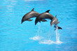 Three dolphins