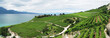 Famouse vineyards in Lavaux region against Geneva lake. Switzerl
