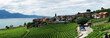Famouse vineyards in Lavaux region against Geneva lake. Switzerl
