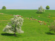 Herd of cattle on a scenic Alpine meadow. Emmental, Switzerland