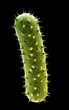bacteria,virus