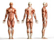 anatomy, muscles