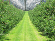 Apple garden covered with net