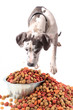 Foto: Great Dane and food bowl Great Dane and food bowl