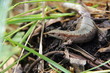Lizard. Lacerta.