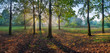 Panorama of the oak wood