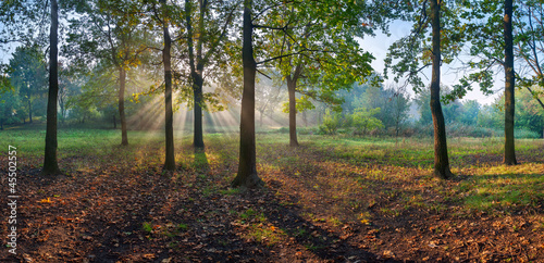 Photo: Panorama of the oak wood Panorama of the oak wood