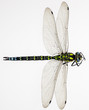 Dragonfly isolated on white