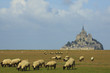 Sheep and Mont Saint Michel