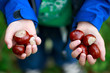 Foto: Kastanien Kastanien