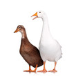 Duck and goose
