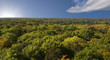 forest/fall