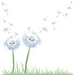 Pusteblume Löwenzahn