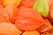 Viele Physalis