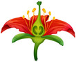 Flower parts