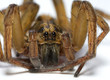 a closeup of a spider resting on a white surface
