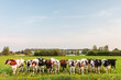 Photo: Large row of Dutch milk cows with a river in the back Large row of Dutch milk cows with a river in the back