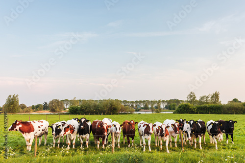 Photo: Large row of Dutch milk cows with a river in the back Large row of Dutch milk cows with a river in the back