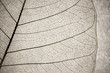 grunge effect leaf cell macro