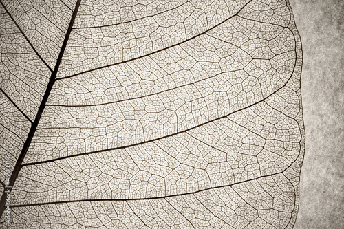 Photo: grunge effect leaf cell macro grunge effect leaf cell macro