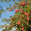 Äpfel - Malus
