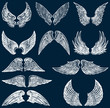 white wings
