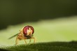 Schwebfliegenfront