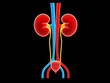 Illustration: Kidney isolated on white background Kidney isolated on white background
