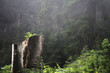 Peaceful Tree Trunk on Spotlight