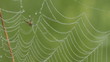 Video: spider sacrifice spider sacrifice