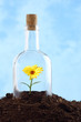 small flower in soil inside glass bottle  isolated on blue
