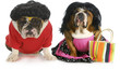 dog husband and wife