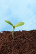 plant in soil growing