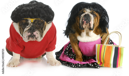 Photo: dog husband and wife dog husband and wife