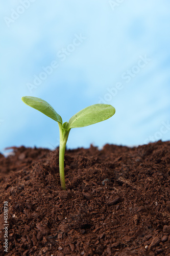 Photo: plant in soil growing plant in soil growing