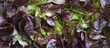 Batavia lettuce (macro zoom)