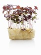 Red shiso (sprouts)