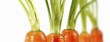 Carrots with tops