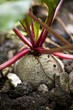 Beetroot in a vegetable patch