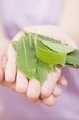 Hands holding bay leaves
