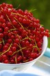 Fresh red currants
