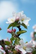 Apple blossom on the tree