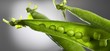 Fresh pea pods
