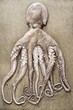 Photo: An entire octopus An entire octopus