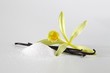 Vanilla blossom, vanilla pod and vanilla sugar