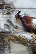 Pair of Dead Pheasants