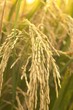 Rice Grains on Plant in Southeast Missouri