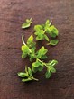 Fresh Oregano on Wood